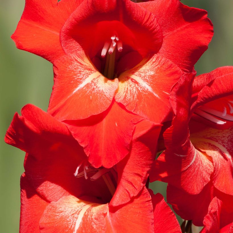 Glaïeul ou Gladiolus Traderhorn (Flowering)