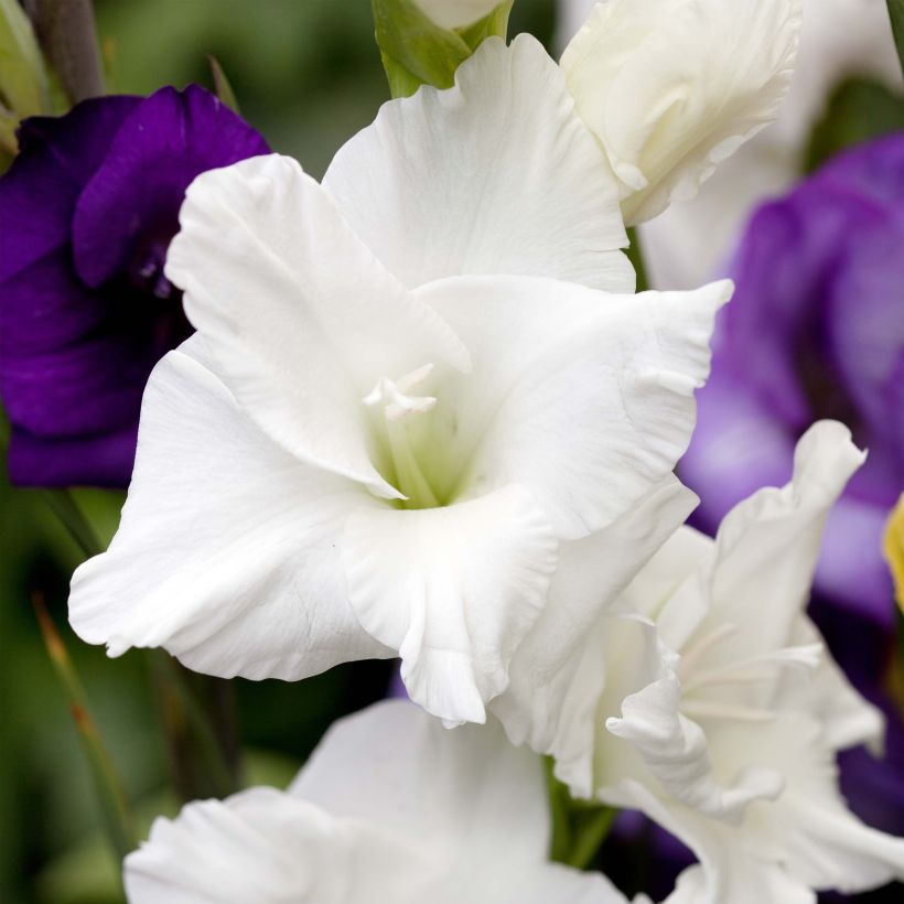 Glaïeul ou Gladiolus White Prosperity (Flowering)