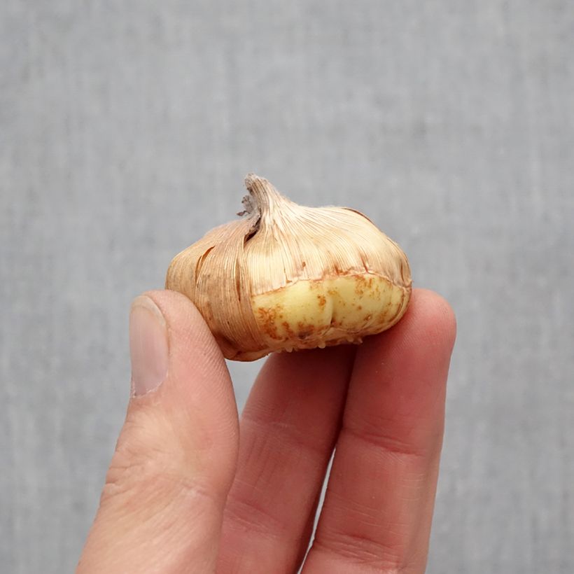 Example of Glaïeul ou Gladiolus nanus x primulinus Angel Kisses Bulbe size 8+ as you get in printemps