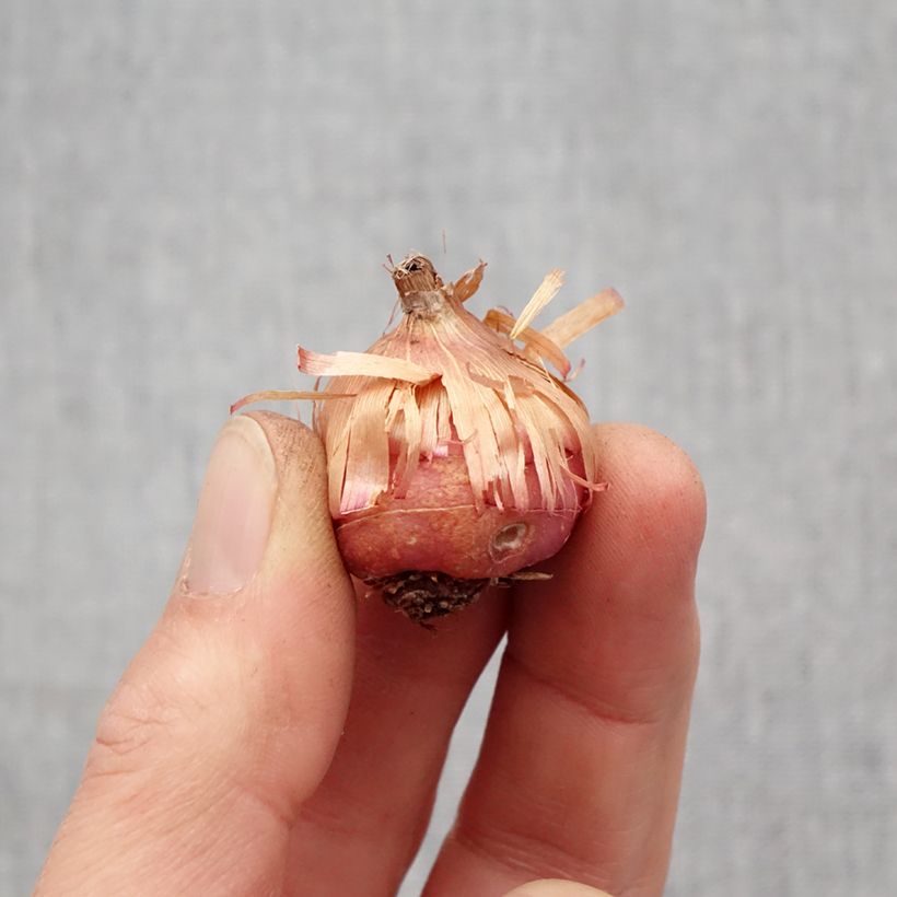 Example of Glaieul ou Gladiolus primulinus Mirella Bulbe size 8+ as you get in printemps
