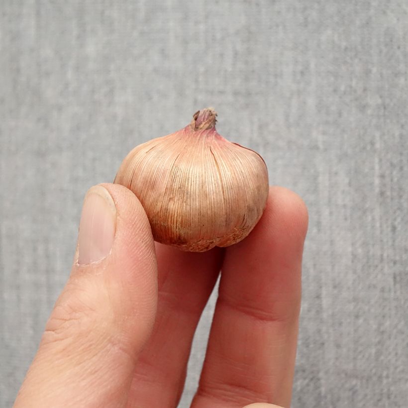 Example of Glaïeul ou Gladiolus Wig's Sensation Bulbe size 10+ as you get in printemps