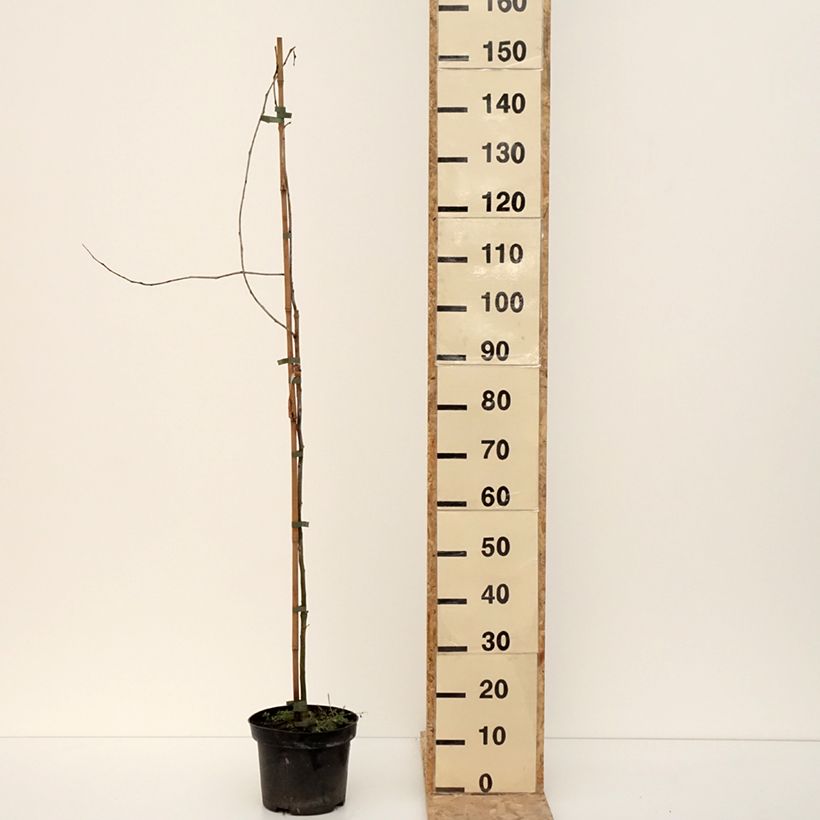 Example of Gleditsia triacanthos Goofy - Févier d'Amérique Pot de 4L/5L as you get in hiver
