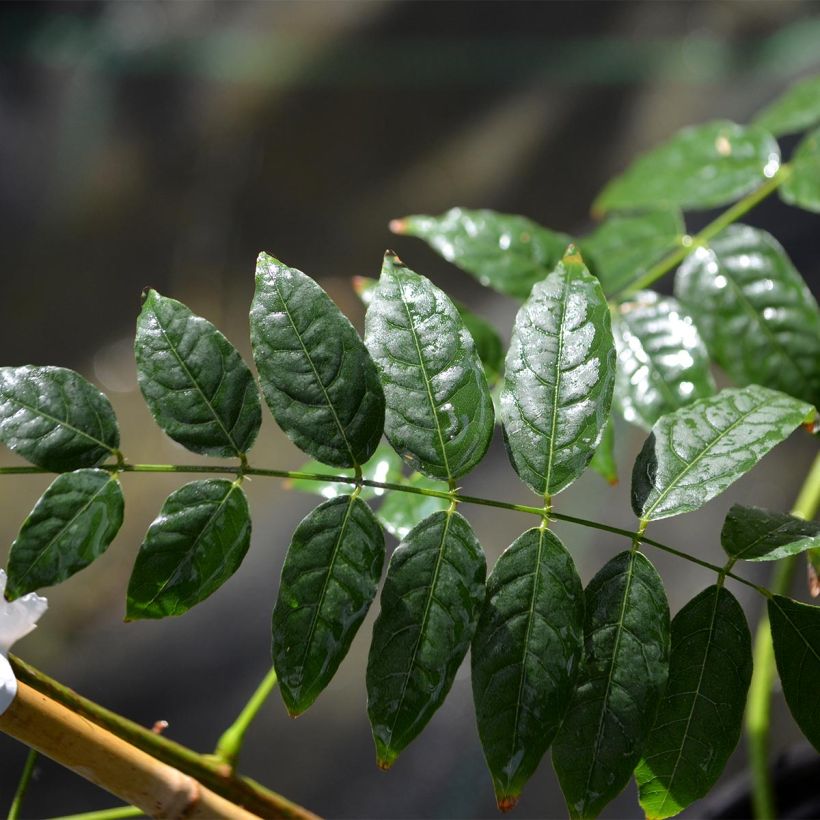 Glycine de Chine - Wisteria sinensis Alba (Foliage)