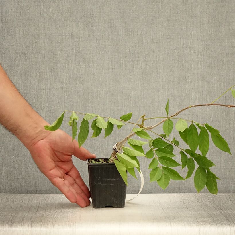 Example of Glycine de Chine - Wisteria sinensis Godet de 8/9 cm as you get in ete