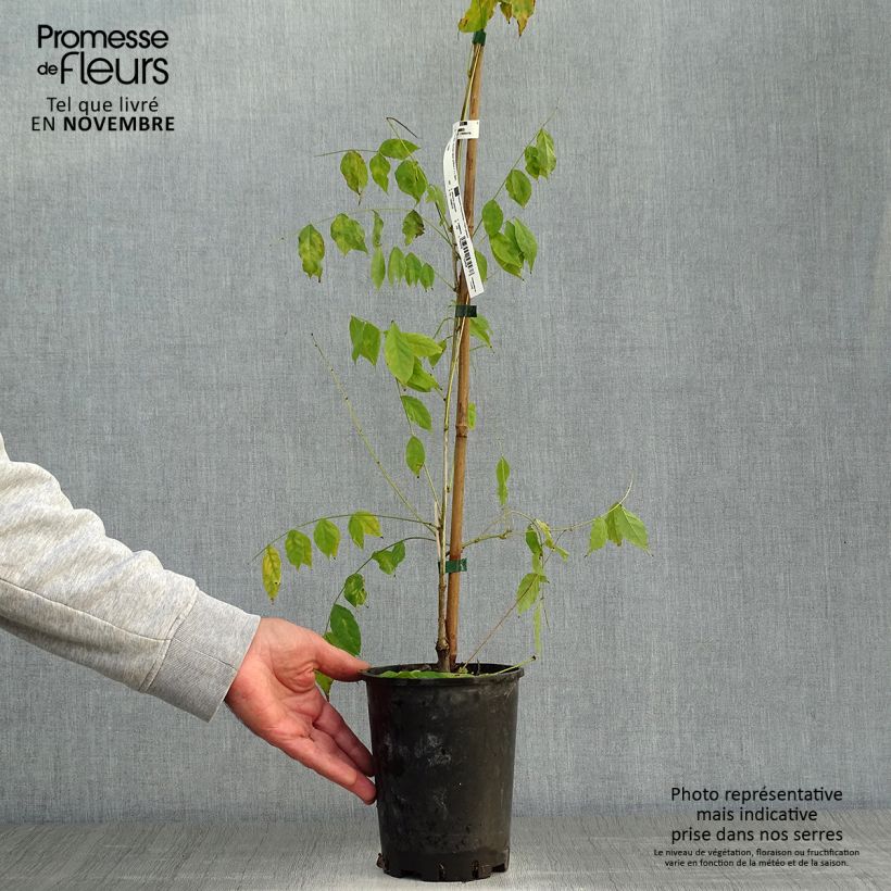 Example of Glycine de Chine - Wisteria sinensis Pot de 2L/3L as you get in automne