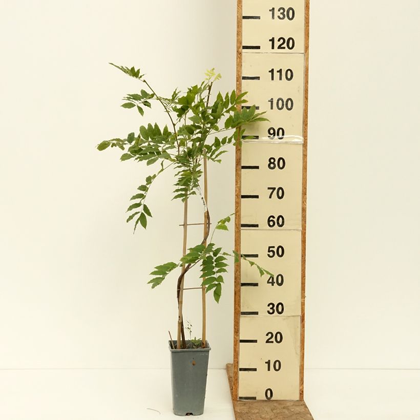 Example of Glycine du Japon - Wisteria floribunda Alba Pot de 3L/4L as you get in ete