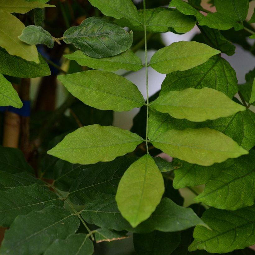 Glycine du Japon - Wisteria floribunda Domino ou Issai (Foliage)