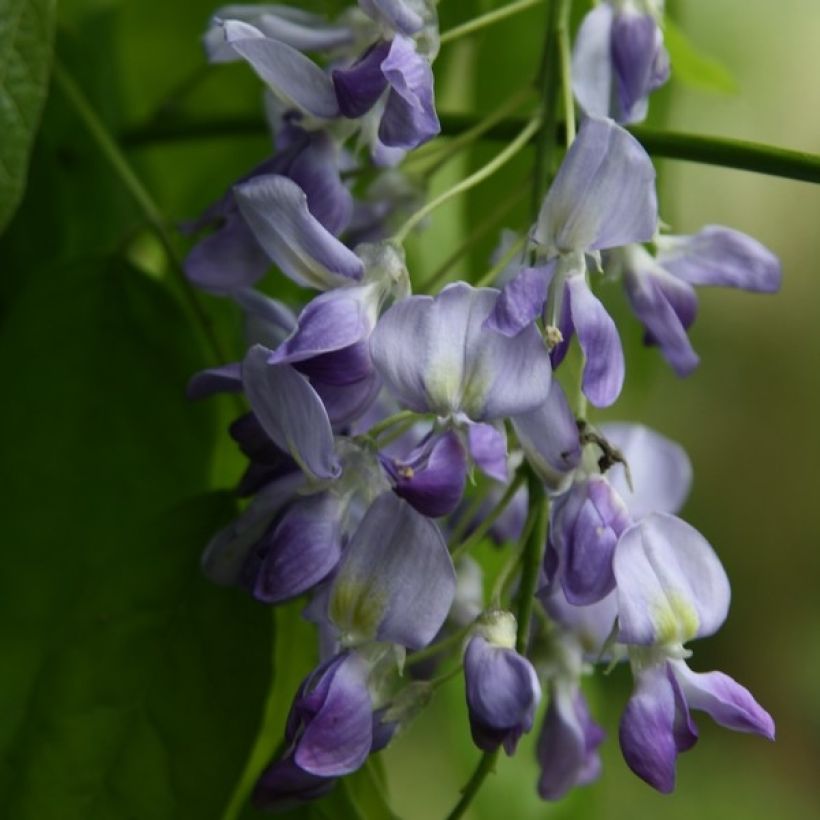 Glycine du Japon - Wisteria floribunda Domino ou Issai (Flowering)