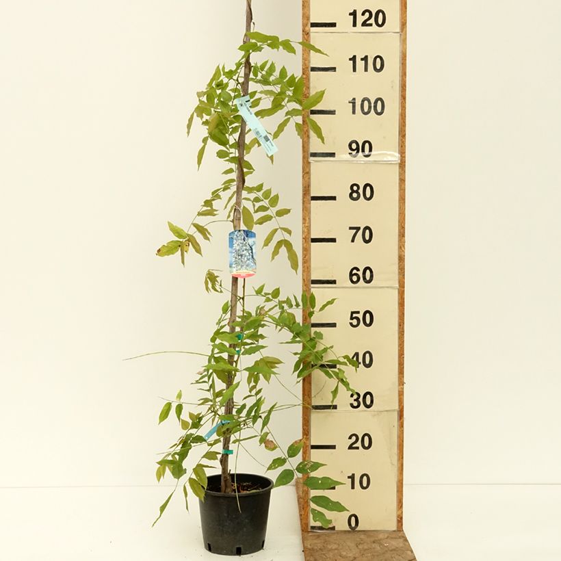 Example of Glycine du Japon - Wisteria floribunda Domino ou Issai Pot de 3L/4L as you get in ete
