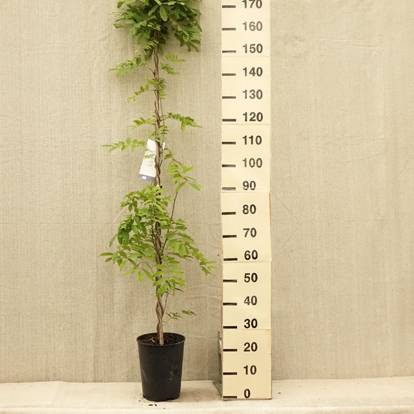Example of Glycine du Japon - Wisteria floribunda Shiro-noda Pot de 4L/5L as you get in ete