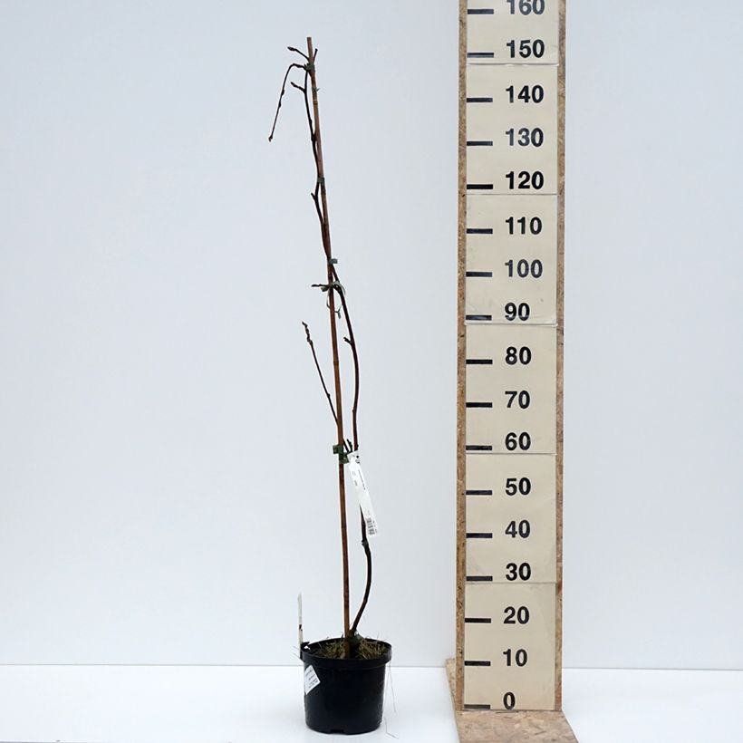 Example of Glycine - Wisteria brachybotrys White Silk Pot de 4L/5L as you get in hiver