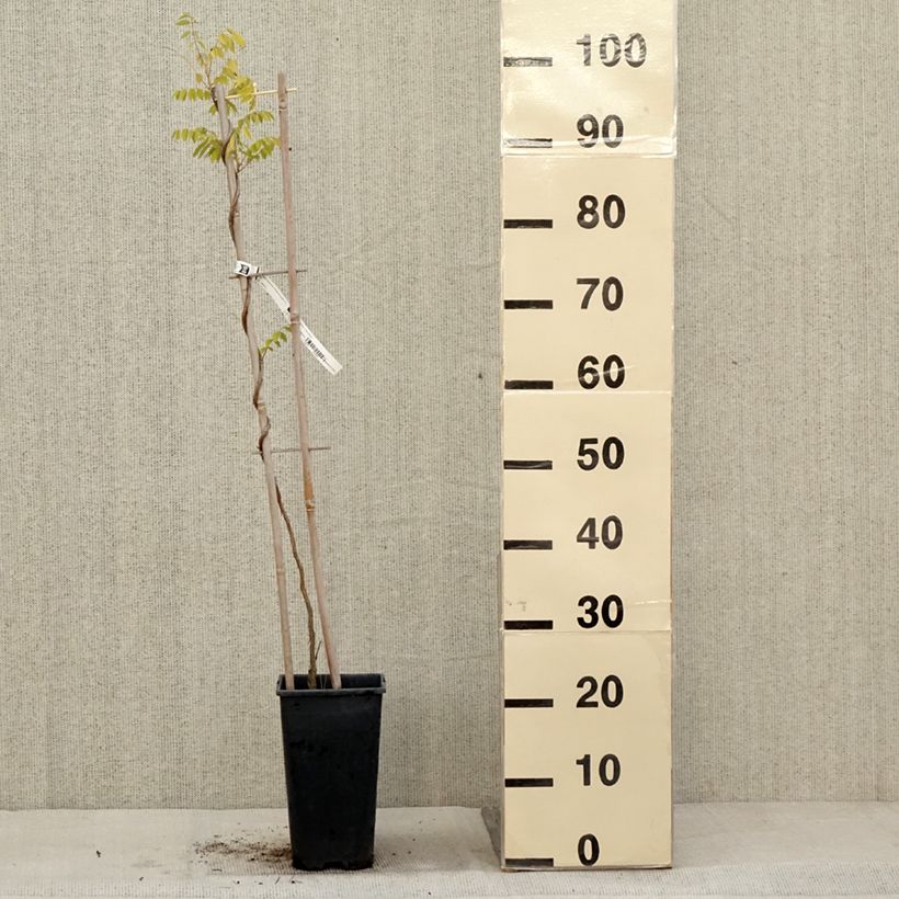 Example of Glycine - Wisteria frutescens Longwood Purple Pot de 3L/4L as you get in automne