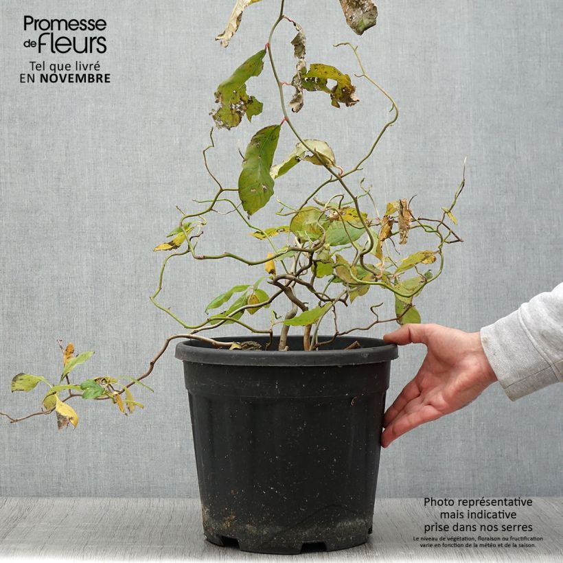 Example of Gommier noir - Nyssa sylvatica Zydeco Twist Pot de 12L/15L as you get in automne