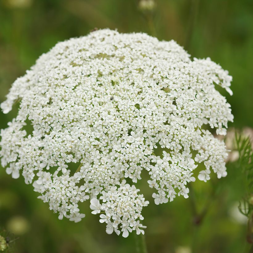 Graines de carotte sauvage - Daucus carota (Flowering)