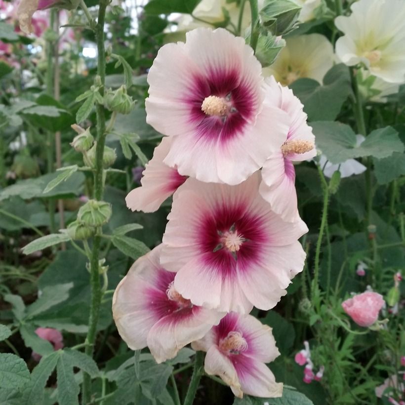 Graines de Rose trémière Halo Apricot - Alcea rosea (Flowering)