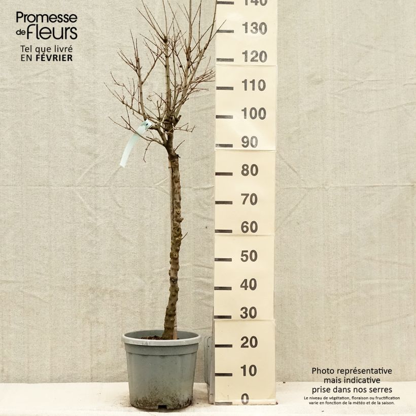 Example of Grenadier à fleurs - Punica granatum California Sunset Pot de 7,5L/10L, Demi-Tige as you get in hiver