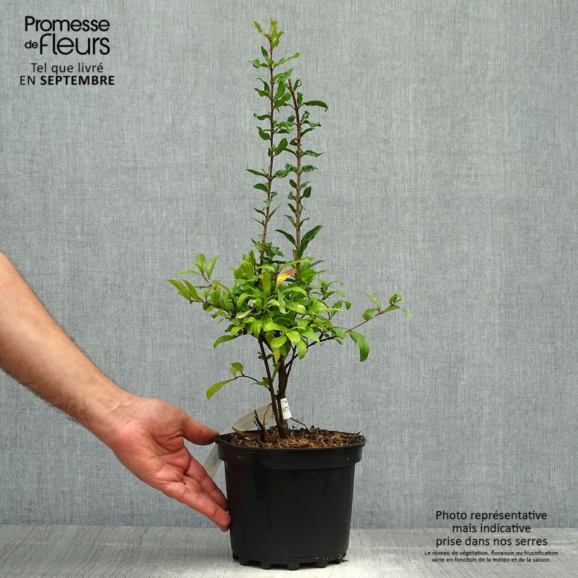 Example of Grenadier à fleurs - Punica granatum Maxima Rubra Pot de 2L/3L as you get in automne