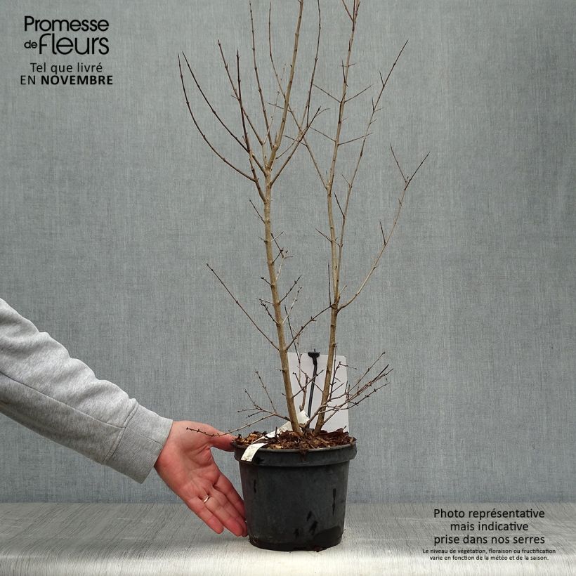 Example of Grenadier à fruits - Punica granatum Dente di leone Pot de 1,5L/2L, Touffe as you get in automne