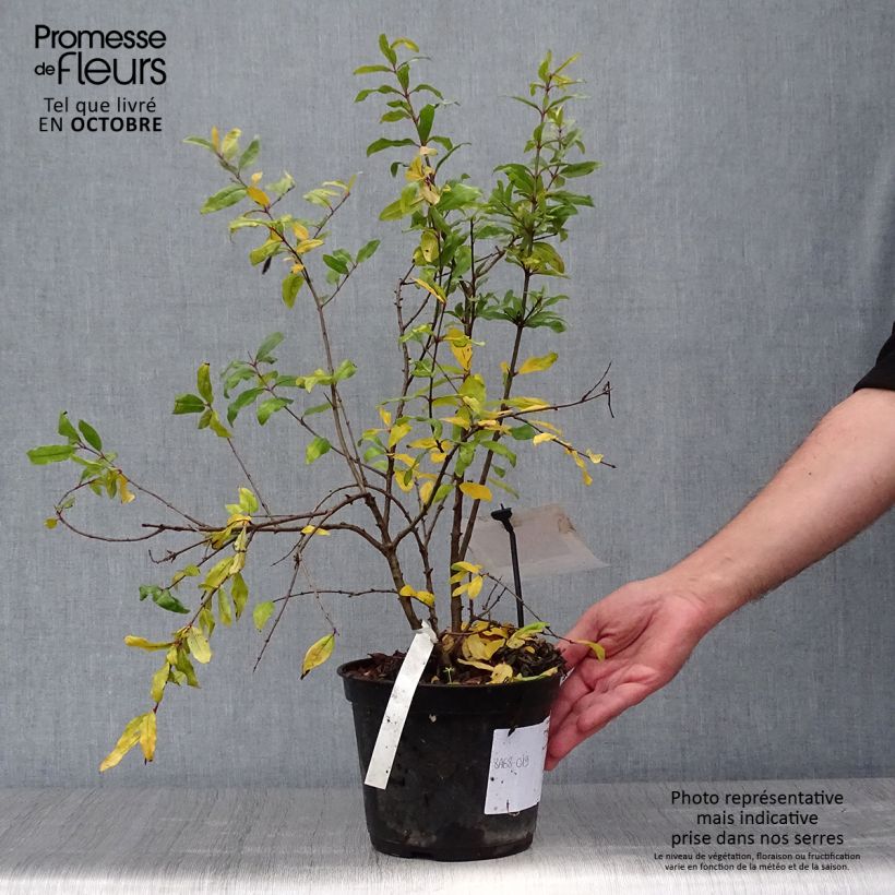 Example of Grenadier à fruits - Punica granatum Mollar de Elche Pot de 1,5L/2L, Touffe as you get in automne