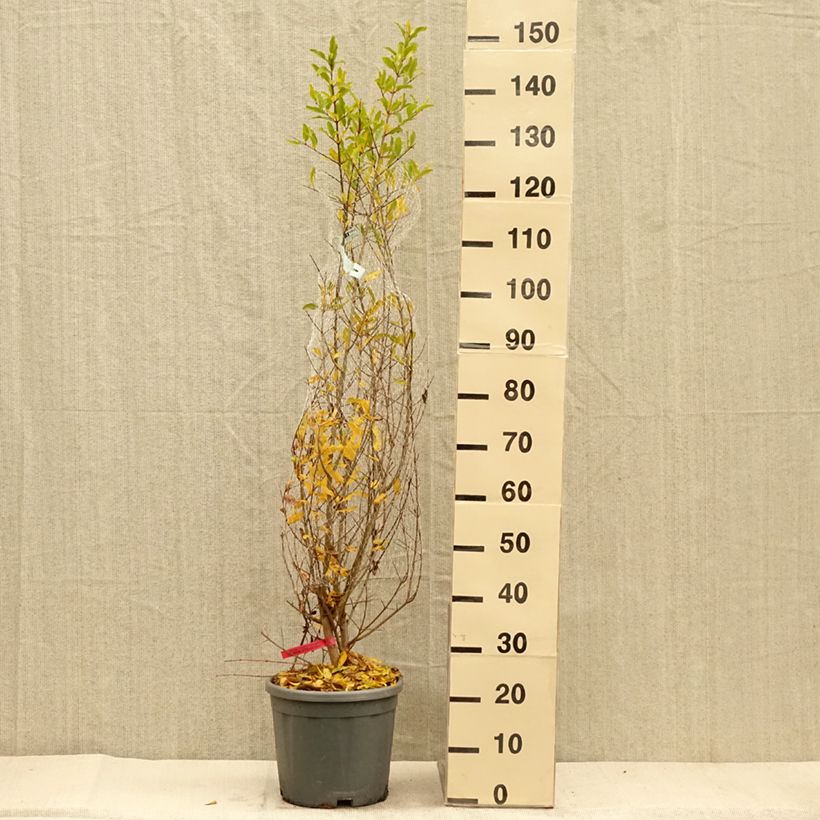 Example of Grenadier à fruits - Punica granatum Pot de 7,5L/10L, Buisson as you get in automne