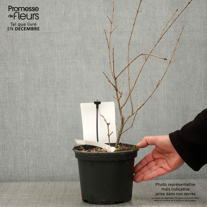 Example of Grenadier à fruits - Punica granatum Provence Pot de 1,5L/2L, Touffe as you get in automne