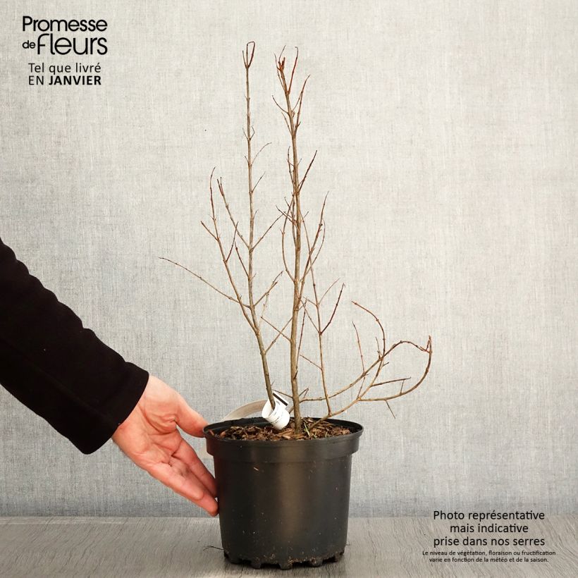 Example of Grenadier à fruits - Punica granatum Wonderful Pot de 3L/4L, Touffe as you get in hiver