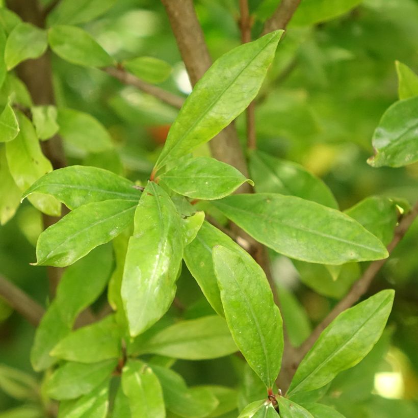 Grenadier à fruits - Punica granatum Wonderful (Foliage)