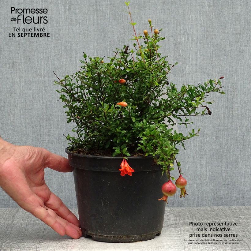 Example of Grenadier nain - Punica granatum Chico ou Nana Gracillissima Pot de 3L/4L, Touffe as you get in automne