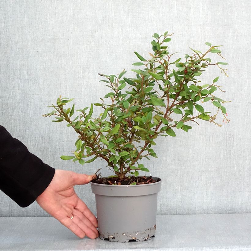 Example of Grevillea rhyolitica Pot de 2L/3L as you get in hiver