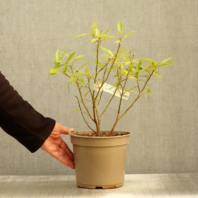 Example of Grevillea victoriae Pot de 4L/5L as you get in automne