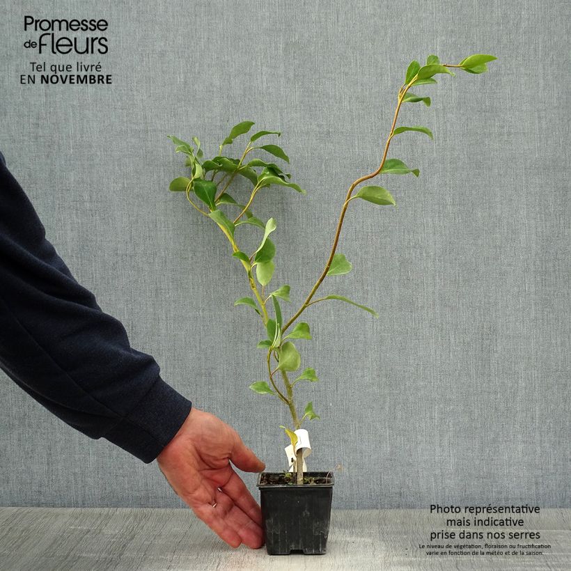 Example of Griselinia lucida - Griselinie luisante Godet de 8/9 cm as you get in automne
