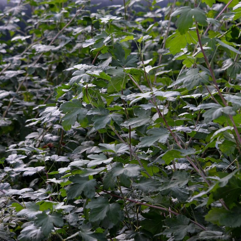 Ribes gordonianum - Groseillier de Gordon (Foliage)