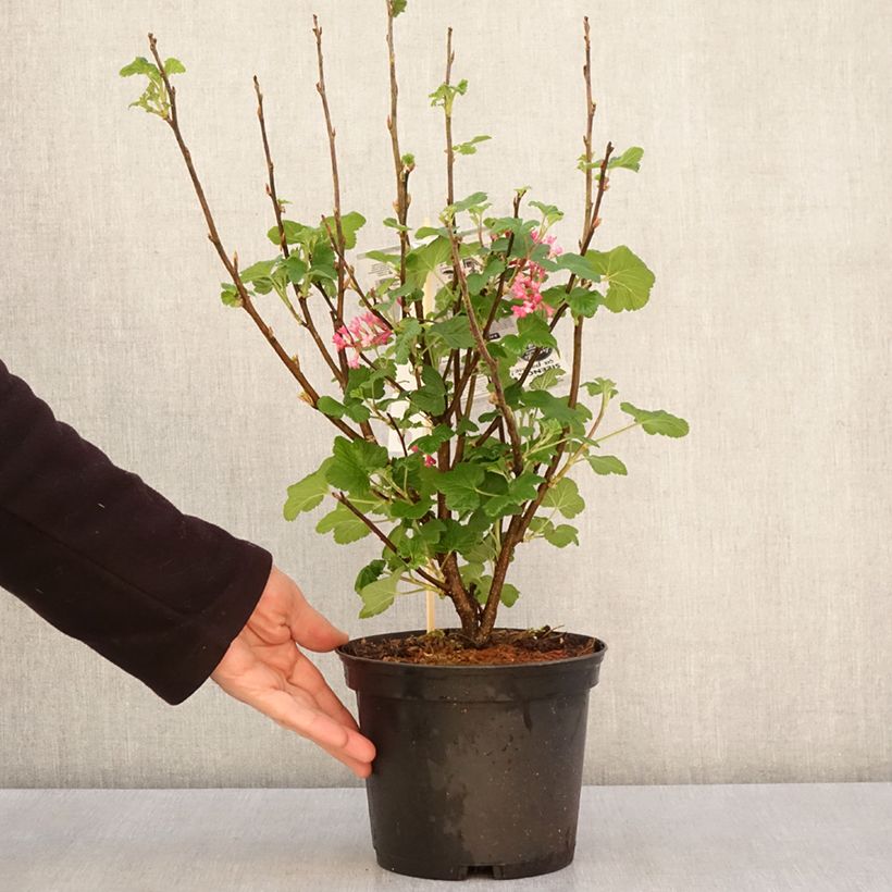Example of Groseillier à fleurs - Ribes sanguineum Red Bross Pot de 2L/3L as you get in printemps
