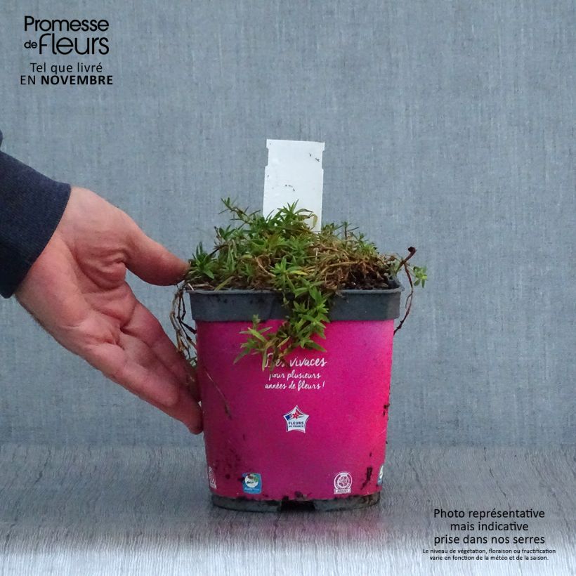 Example of Gypsophila Rosenschleier - Gypsophile Rosy Veil Pot de 2L/3L as you get in automne