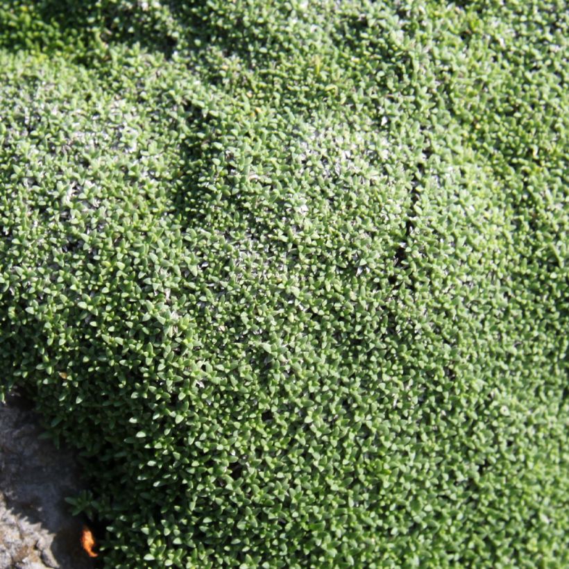 Gypsophile aretioïdes (Foliage)
