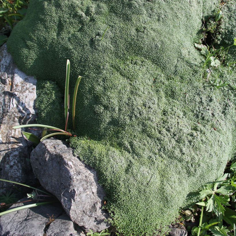 Gypsophile aretioïdes (Plant habit)