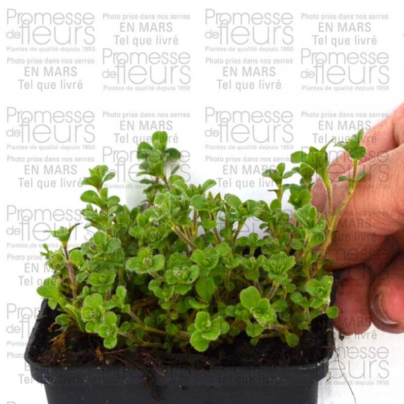 Example of Gypsophile en coussin - Gypsophila cerastioides Godet de 8/9 cm as you get