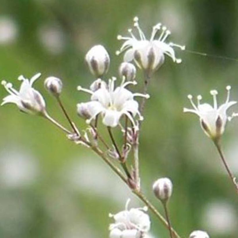 Gypsophile hybride White Festival (Flowering)