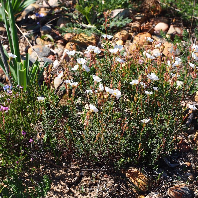 Halimium April Snow - Hélianthème à bouquets (Plant habit)