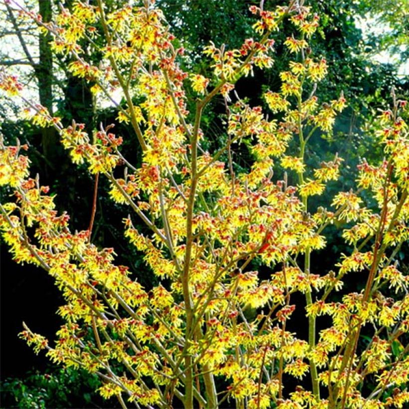 Hamamelis intermedia Arnold Promise - Noisetier de Sorcière (Plant habit)