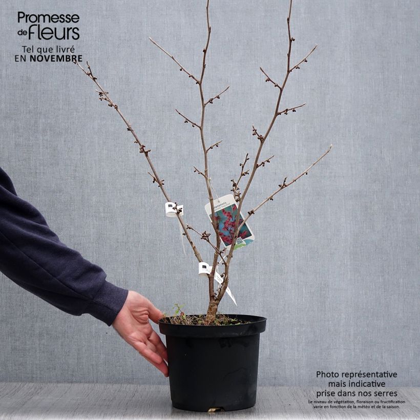 Example of Hamamelis intermedia Ruby Glow - Noisetier de sorcière Pot de 4L/5L as you get in automne