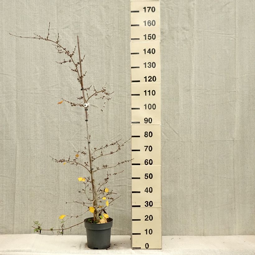 Example of Hamamelis japonica Pendula - Hamamelis pleureur Pot de 6L/7L as you get in automne