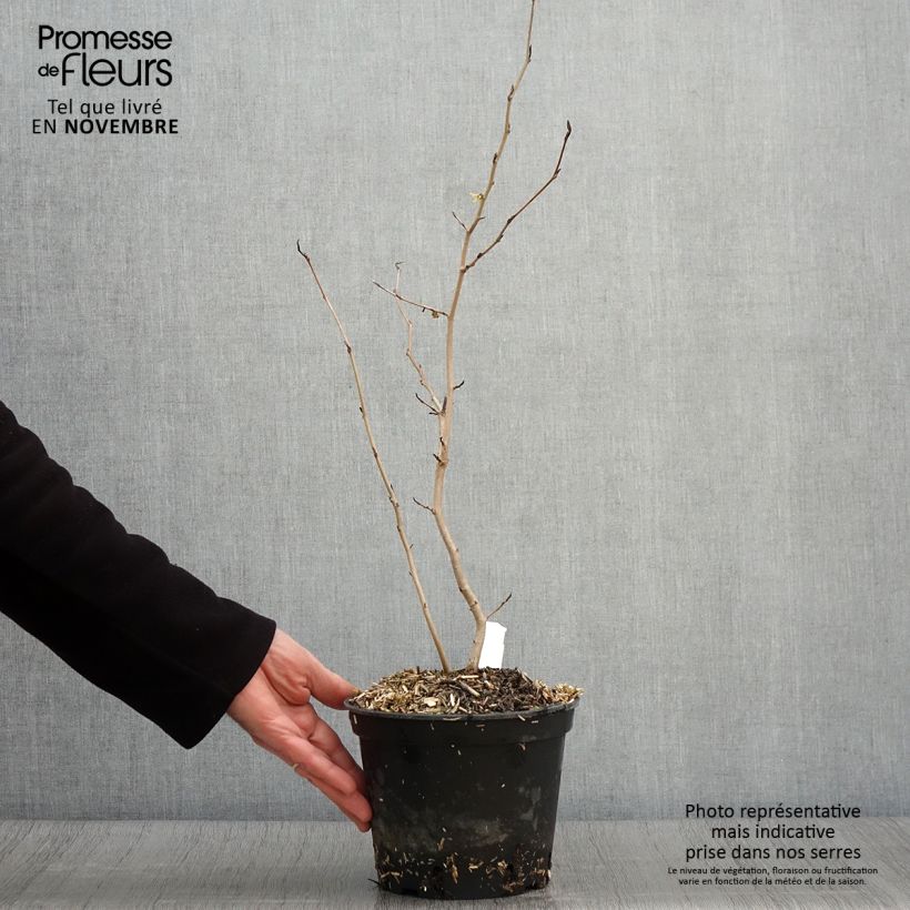 Example of Hamamelis virginiana - Noisetier de sorcière de Virginie  Pot de 3L/4L as you get in automne