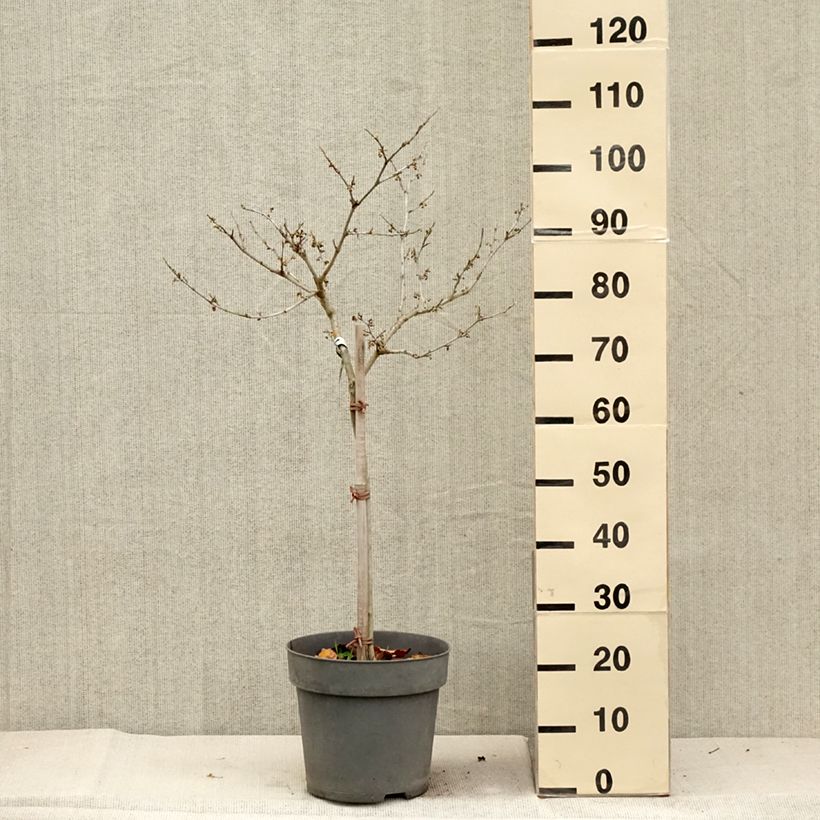 Example of Hamamelis (x) intermedia Rubin - Noisetier de sorcière  Pot de 7,5L/10L, Tige as you get in automne