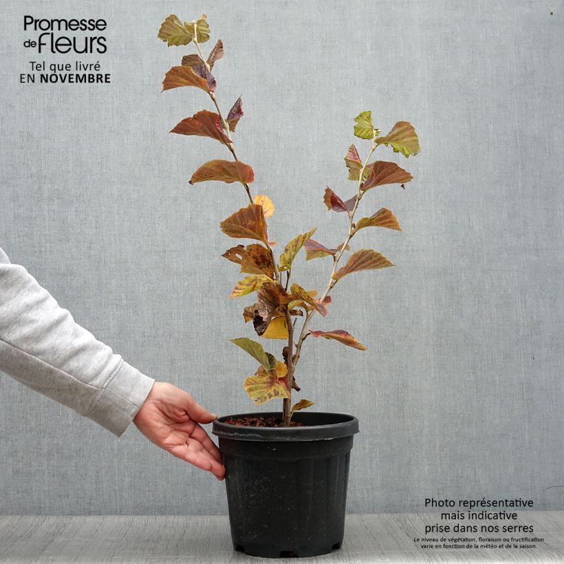 Example of Hamamelis (x) intermedia Yamina - Noisetier de sorcière Pot de 4L/5L as you get in automne