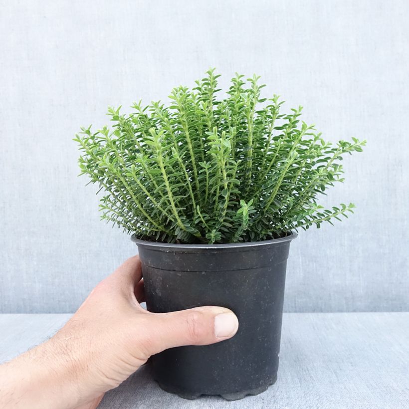 Example of Hebe ochracea - Véronique arbustive Pot de 1,5L/2L as you get in printemps