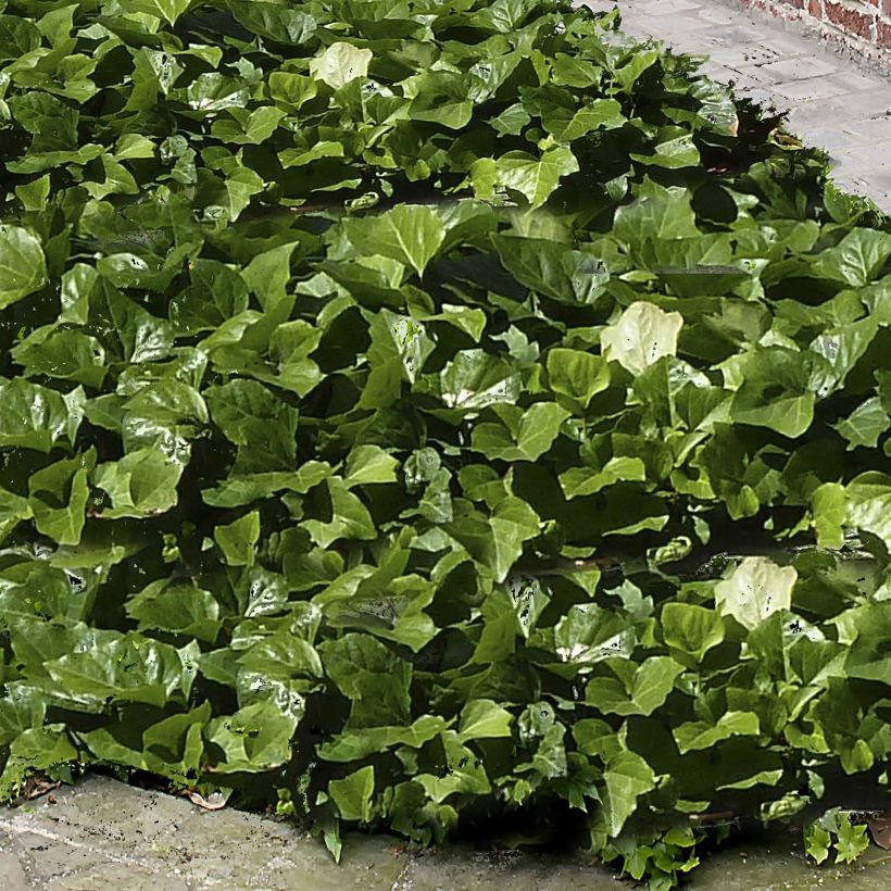 Lierre couvre-sol Hedera Algerian Bellecour® (Foliage)