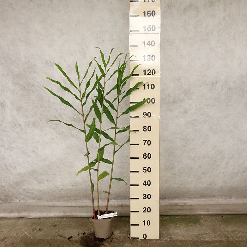 Example of Hedychium Dixter (Tresco) - Longose - Gingembre d'ornement  Pot de 3L/4L as you get in automne