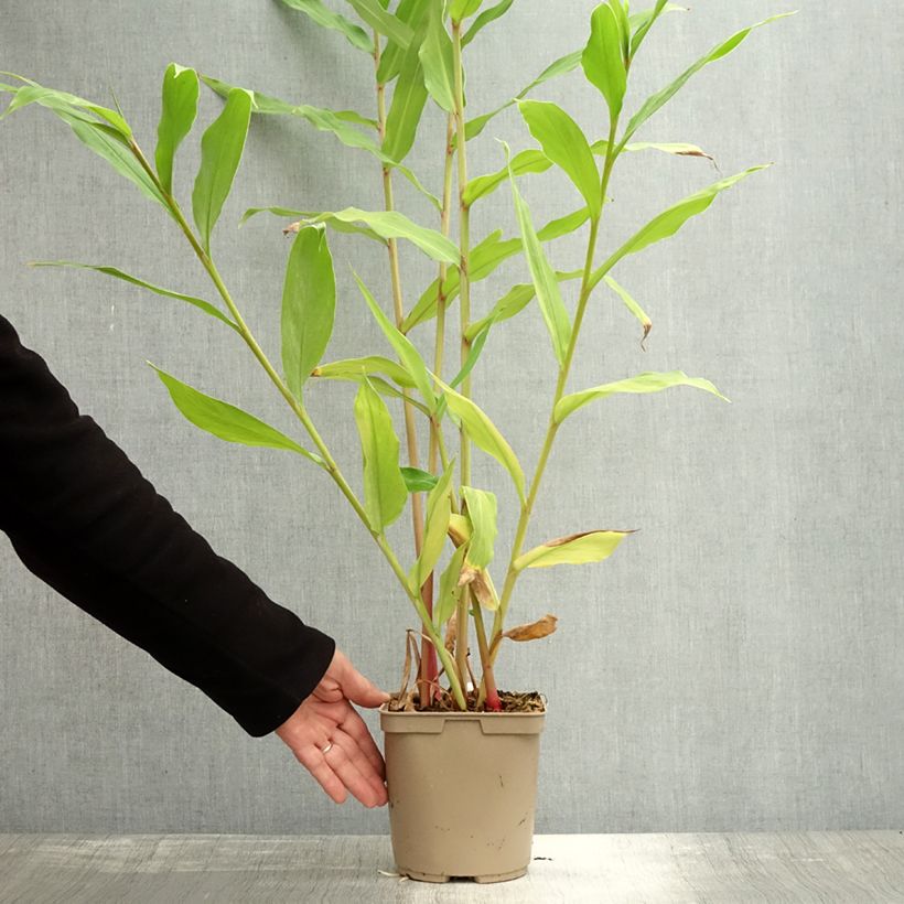 Example of Hedychium Elizabeth - Gingembre d'ornement Pot de 3L/4L as you get in automne