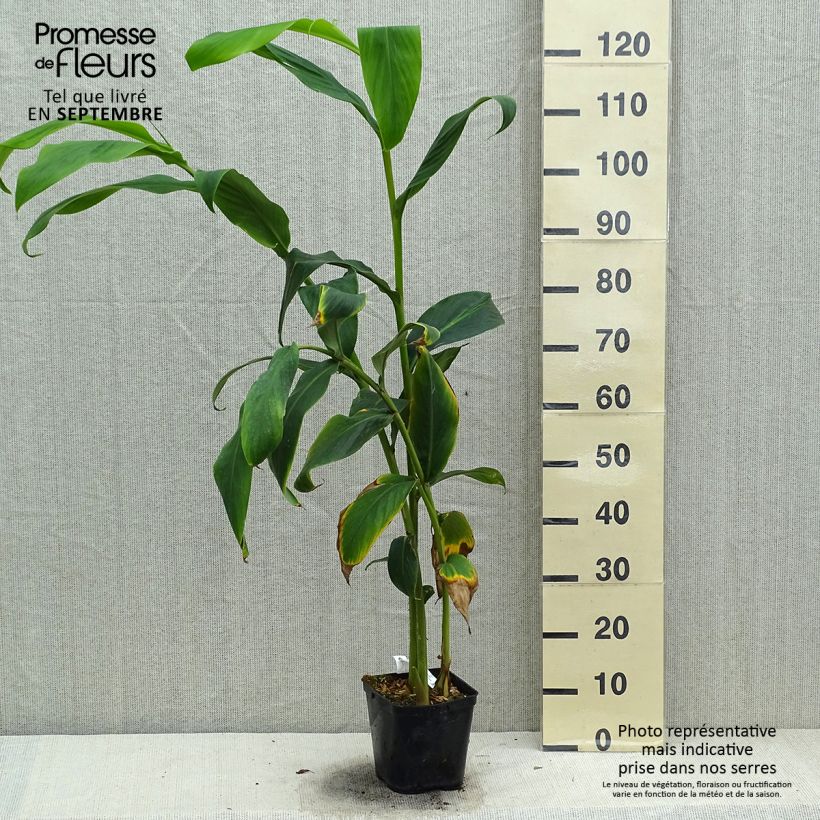 Example of Hedychium forrestii Pot de 3L/4L as you get in automne